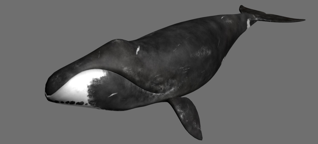 Bowhead-Whale